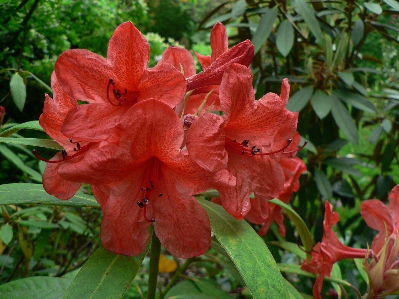 R. griersonianum